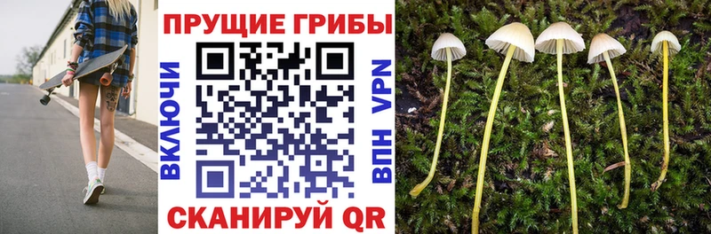 Купить где  Плёс  Галлюциногенные грибы ЛСД 